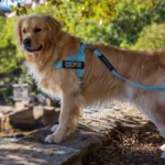 Dog Friendly Co – Premium Gear for Walk, Sleep, & Play