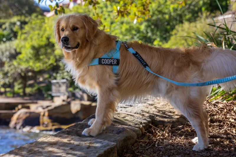 Dog Friendly Co – Premium Gear for Walk, Sleep, & Play